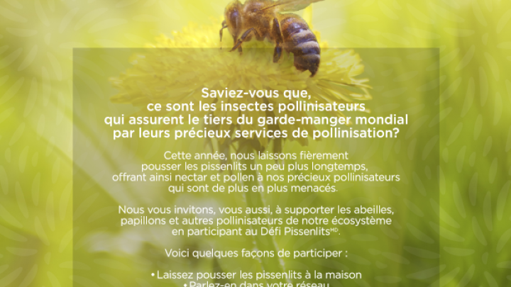 Défi pissenlits 2022!