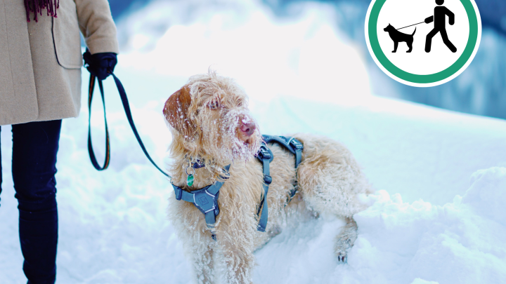 Les chiens dans les sentiers de la Base de Plein Air