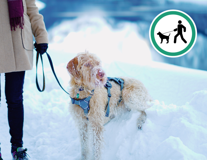 Les chiens dans les sentiers de la Base de Plein Air